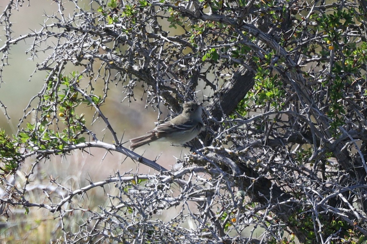 シラギクタイランチョウ - ML644224388