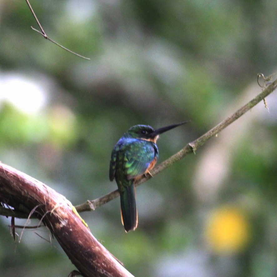 Rufous-tailed Jacamar - ML644224392