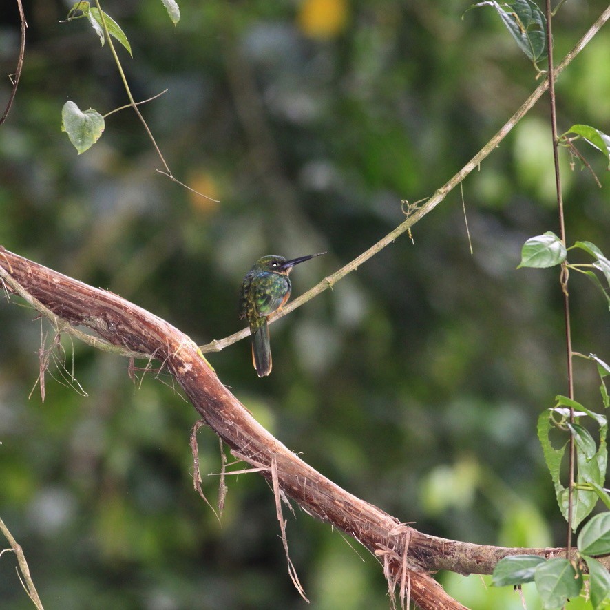 Rufous-tailed Jacamar - ML644224393