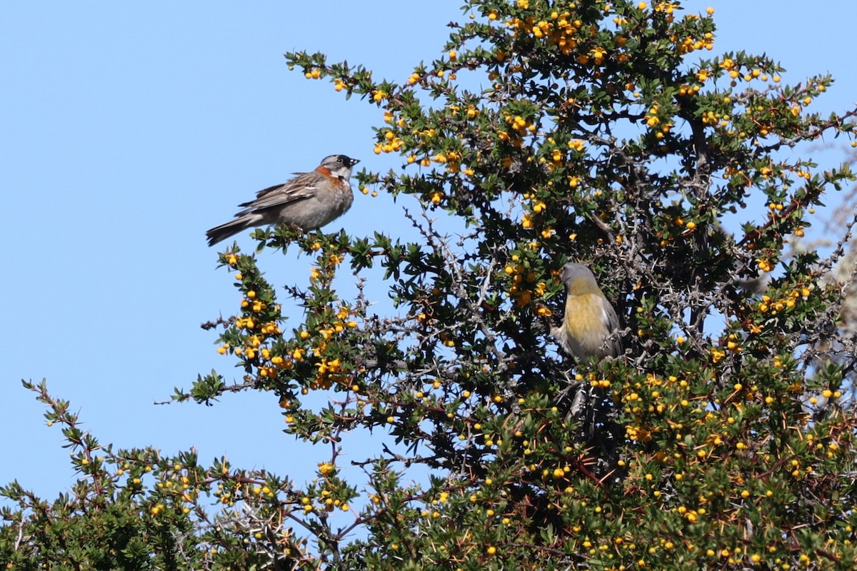 Gray-hooded Sierra Finch - ML644224397