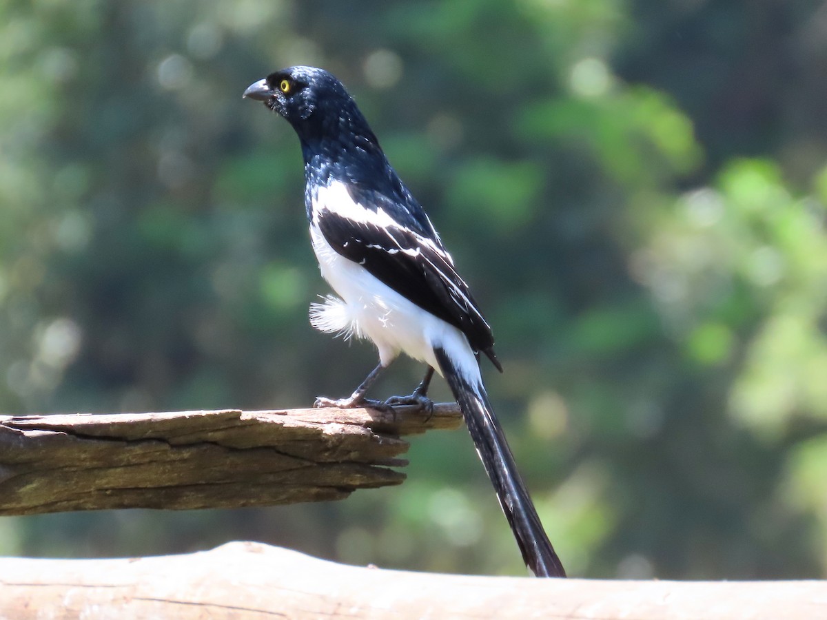 Magpie Tanager - ML644224403