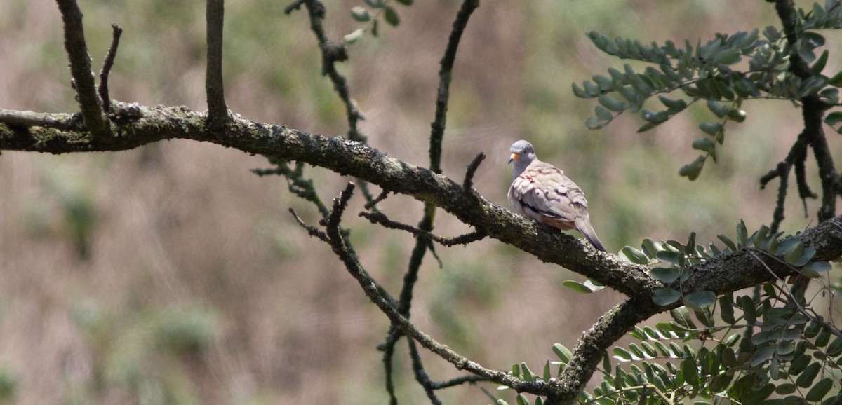 Croaking Ground Dove - ML644224411