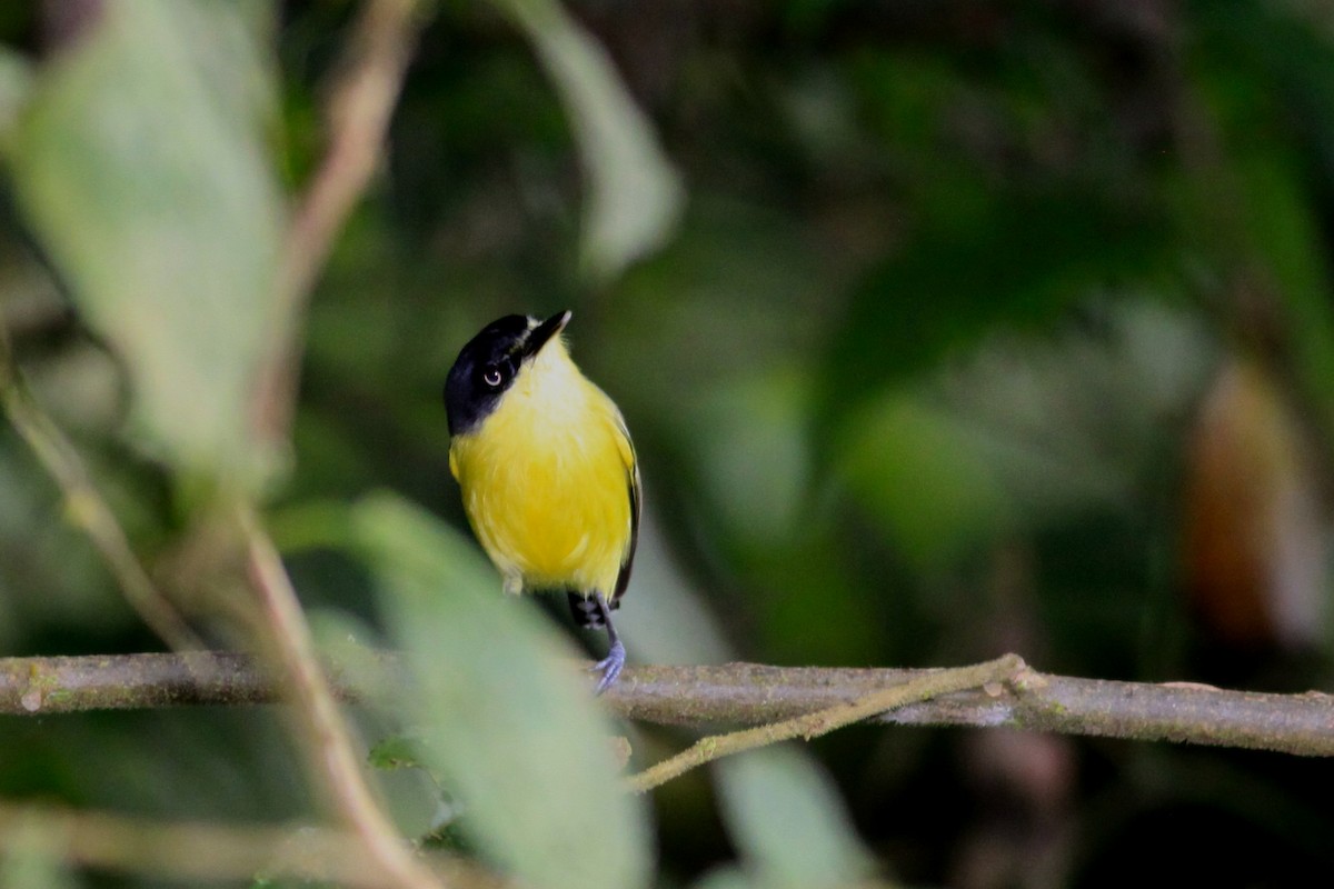 Common Tody-Flycatcher - ML644224413