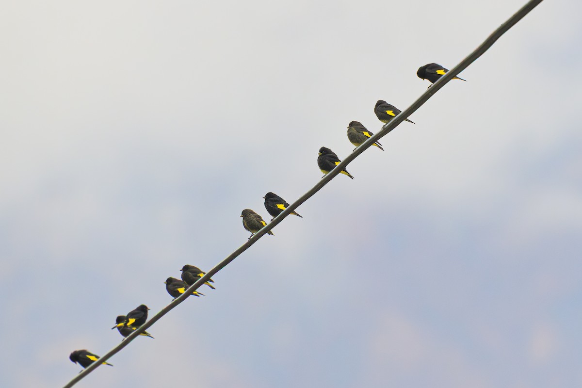 Schwarzzeisig - ML644224415