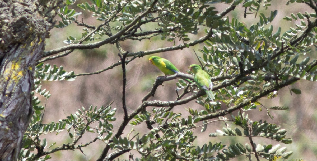 Mountain Parakeet - ML644224416