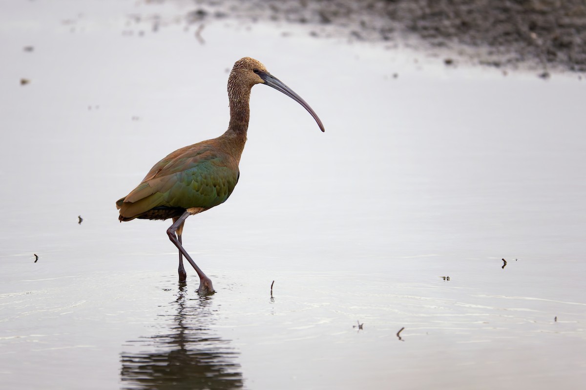 Glossy/White-faced Ibis - ML644224417