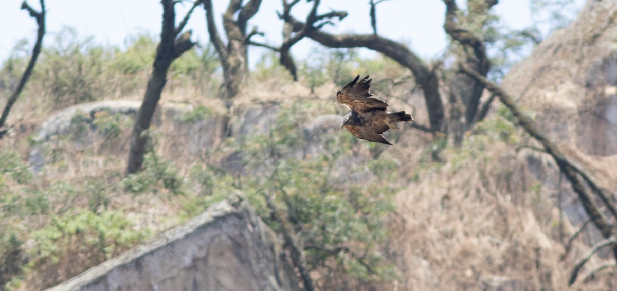 Black-chested Buzzard-Eagle - ML644224420