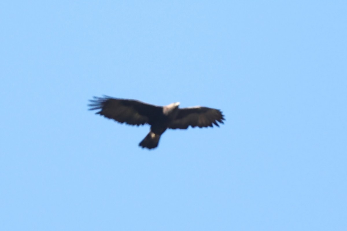 Golden Eagle - ML644224433