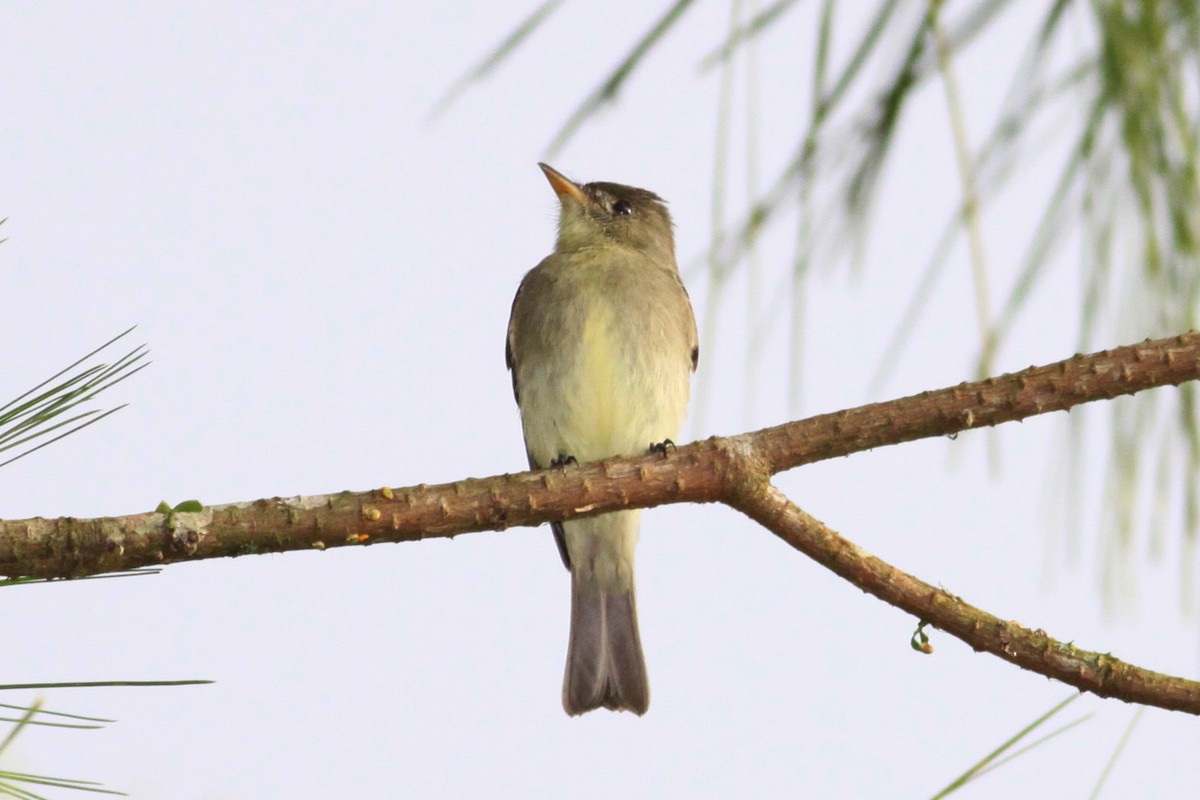 Northern Tropical Pewee - ML644224434