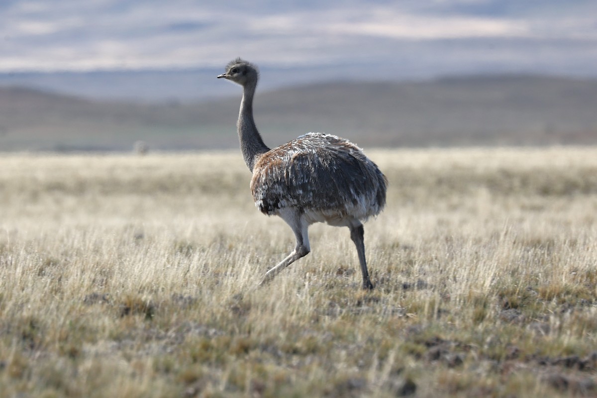 Lesser Rhea - ML644224450
