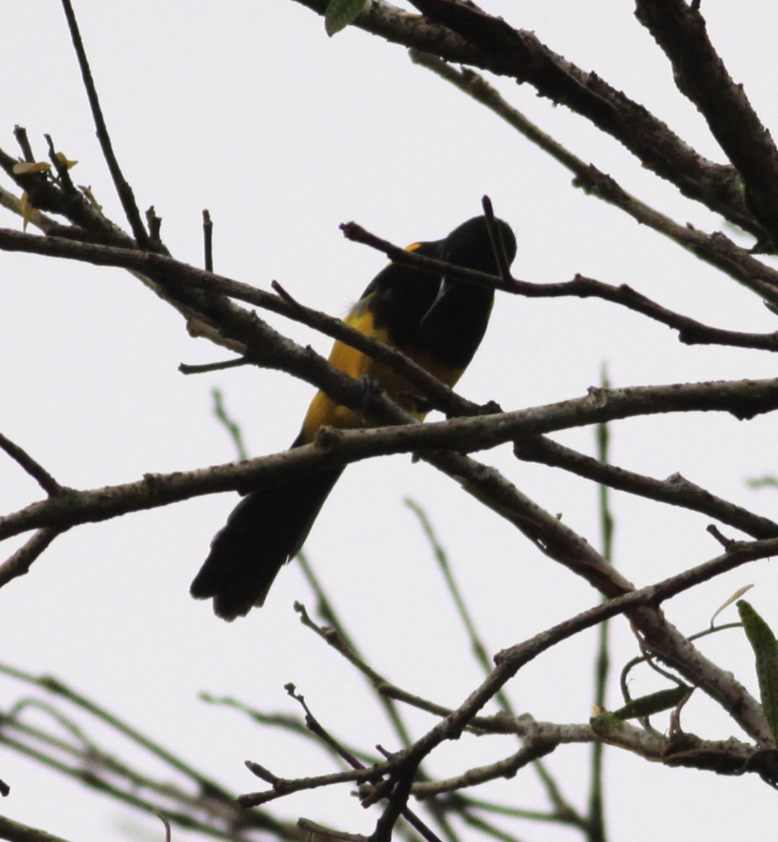 Black-cowled Oriole - ML644224457
