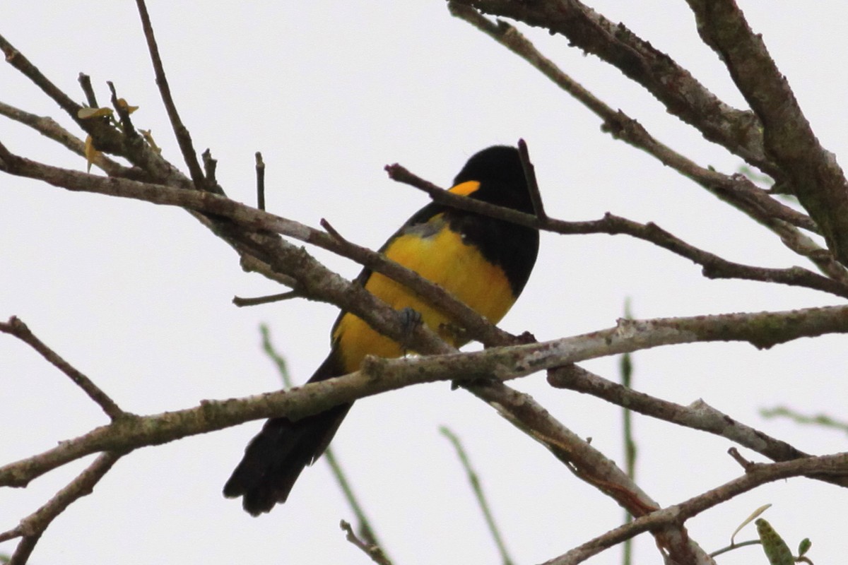 Black-cowled Oriole - ML644224458