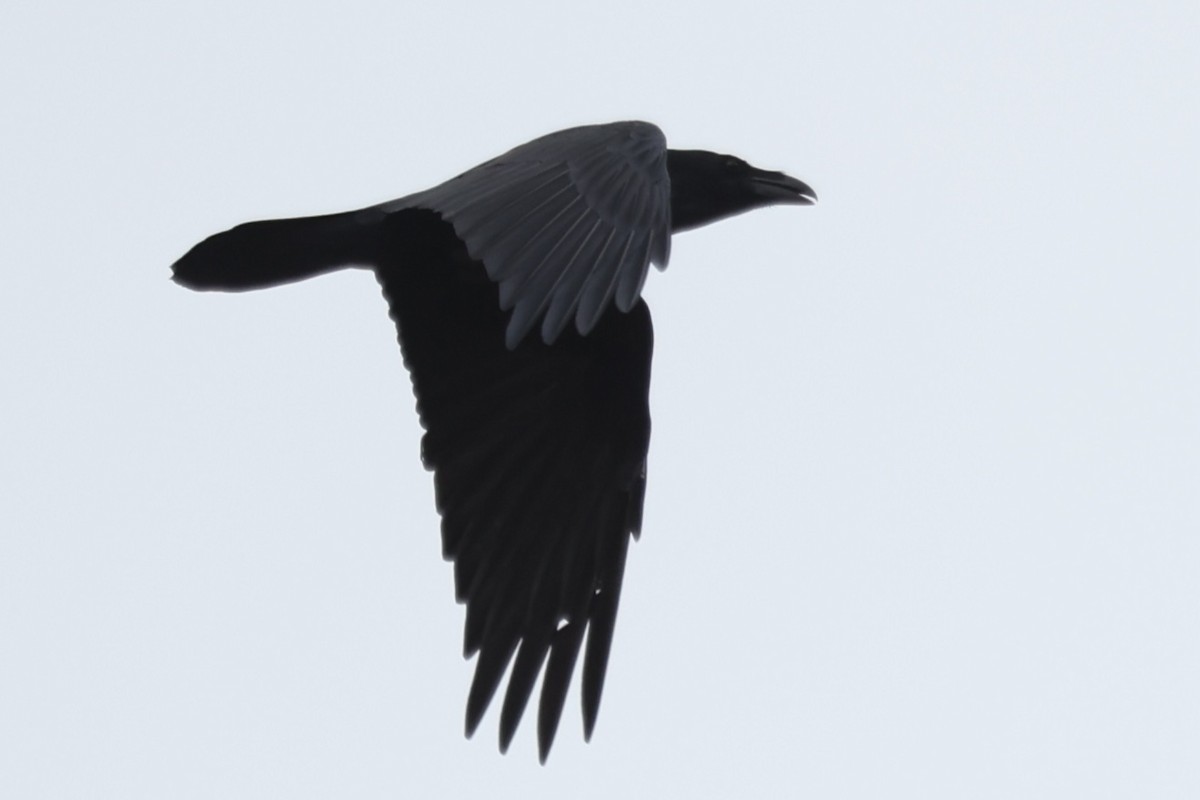 Common Raven - ML644224463