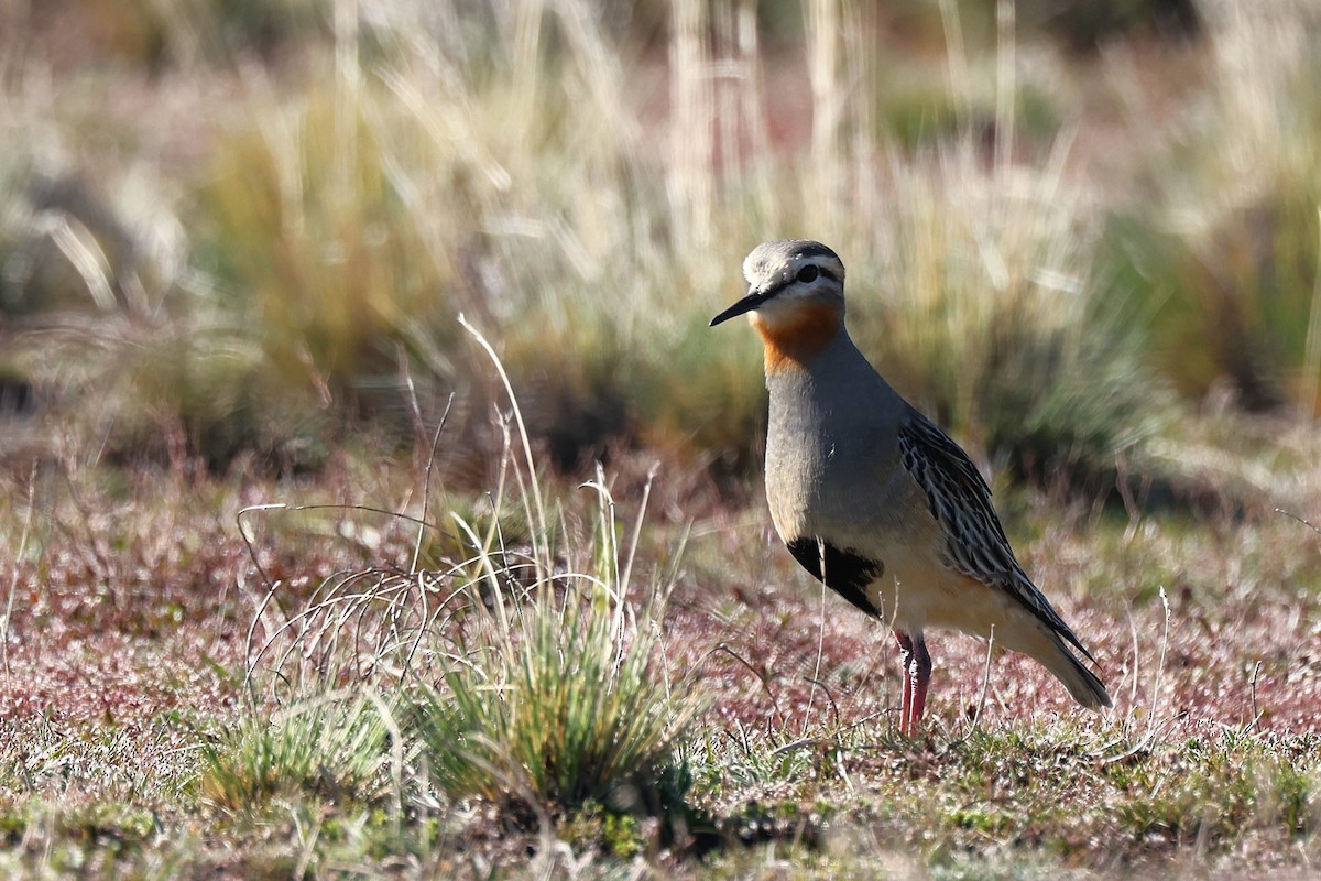 Chorlito Cabezón - ML644224465