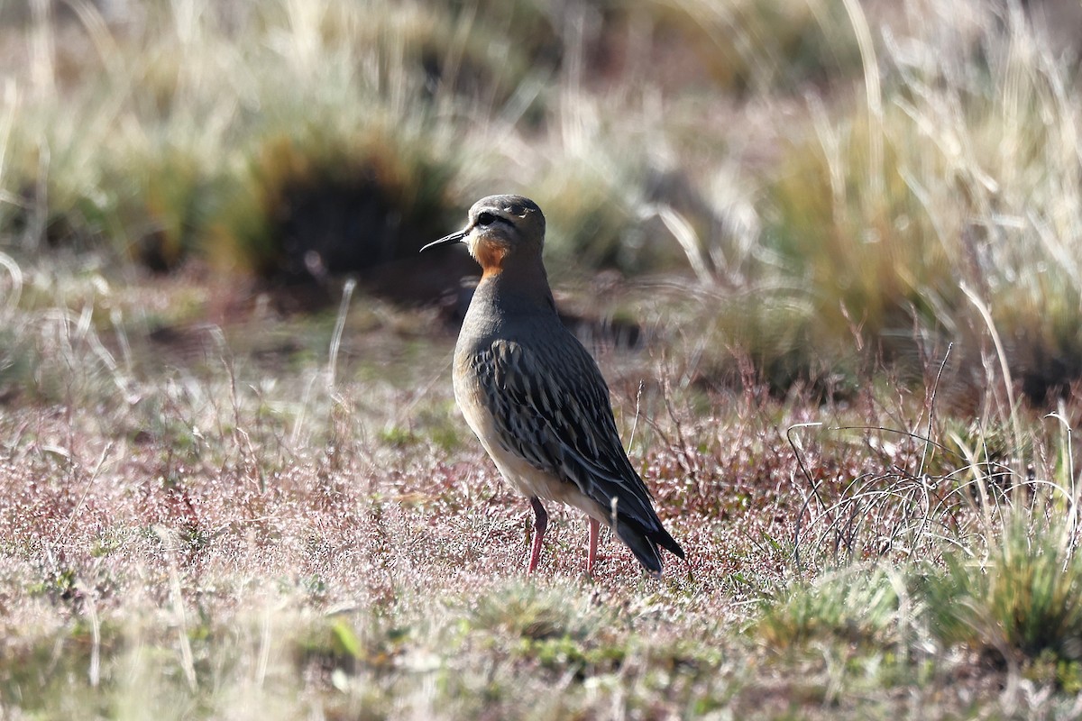 Chorlito Cabezón - ML644224466
