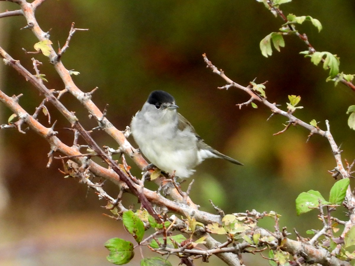 Eurasian Blackcap - ML644224476