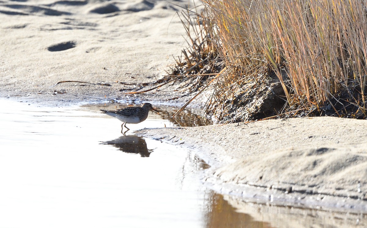 Pectoral Sandpiper - ML644224478