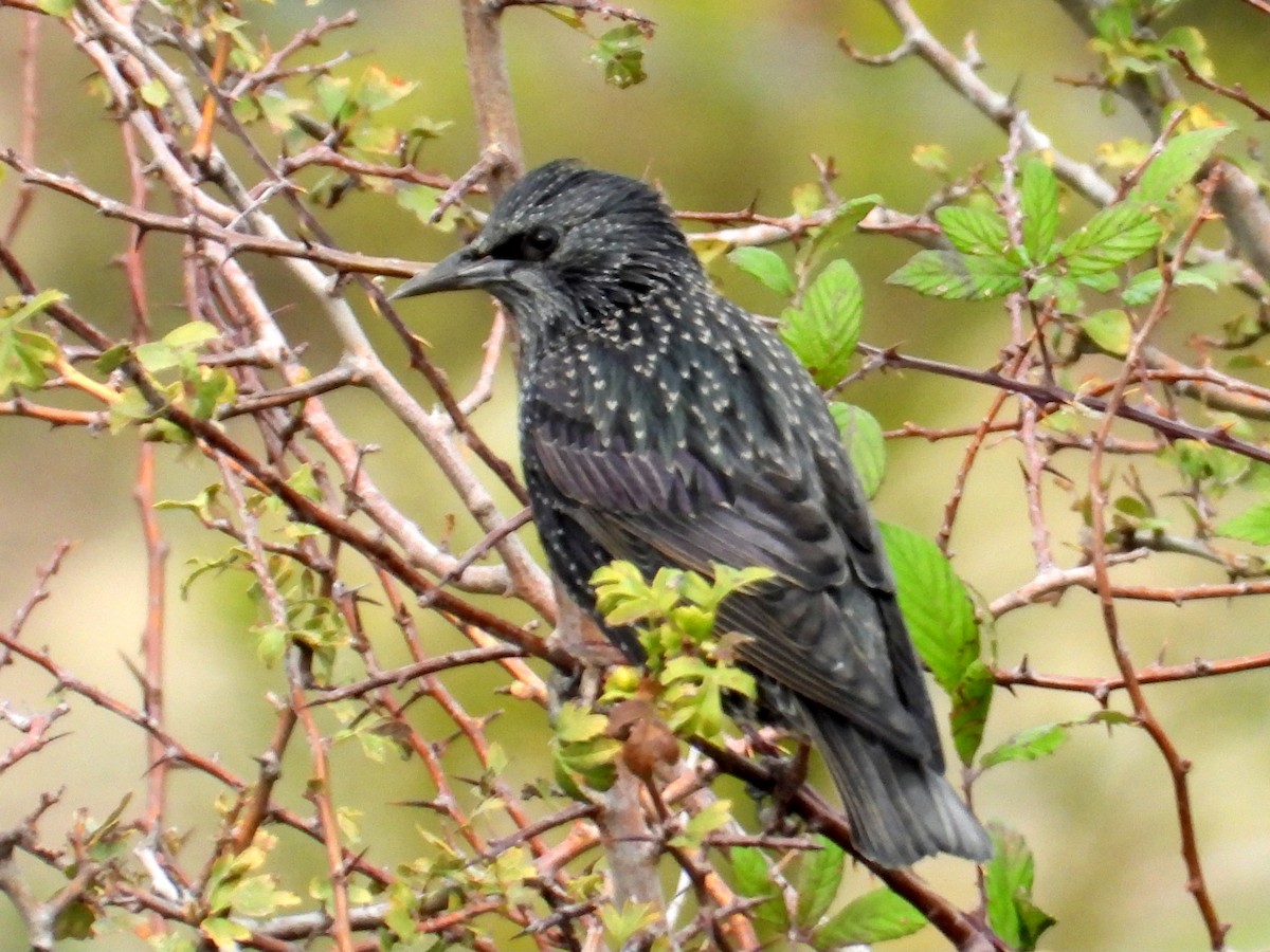 European Starling - ML644224479