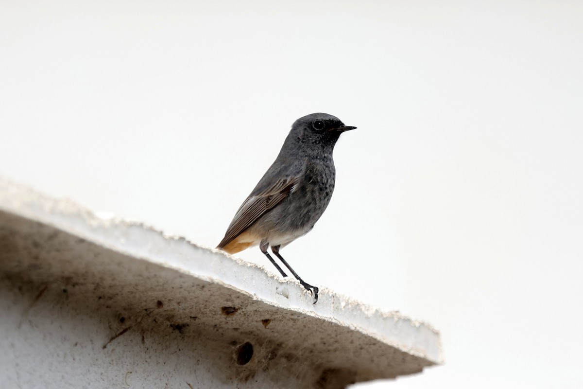 Black Redstart - ML644224483