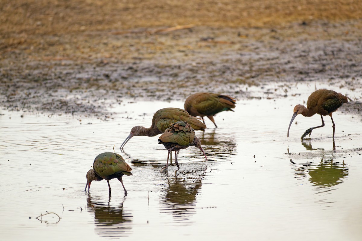 Glossy/White-faced Ibis - ML644224491