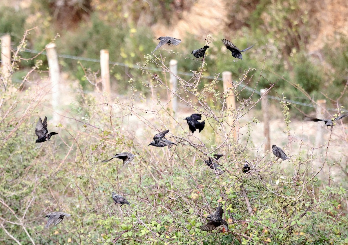 European Starling - ML644224495