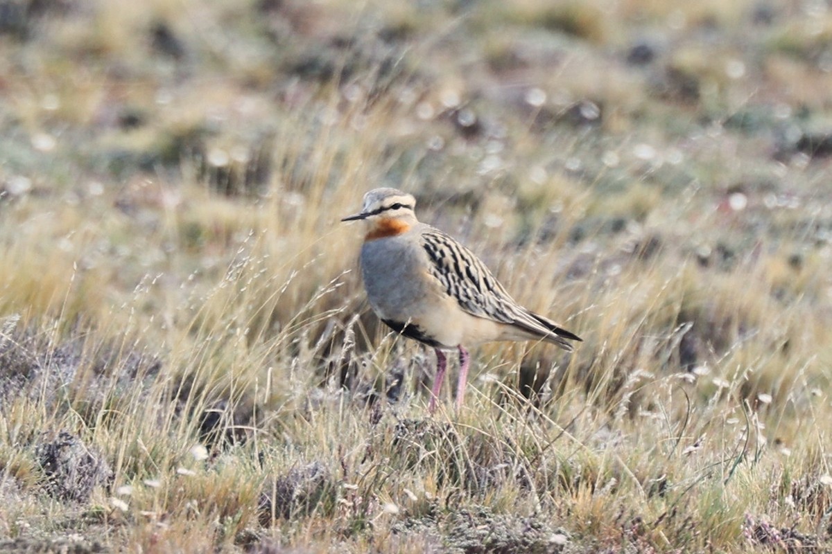 Chorlito Cabezón - ML644224497