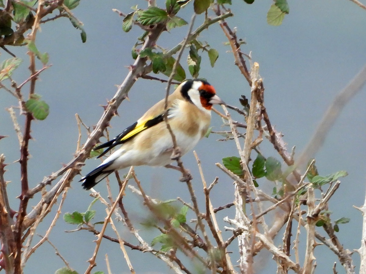 European Goldfinch - ML644224509