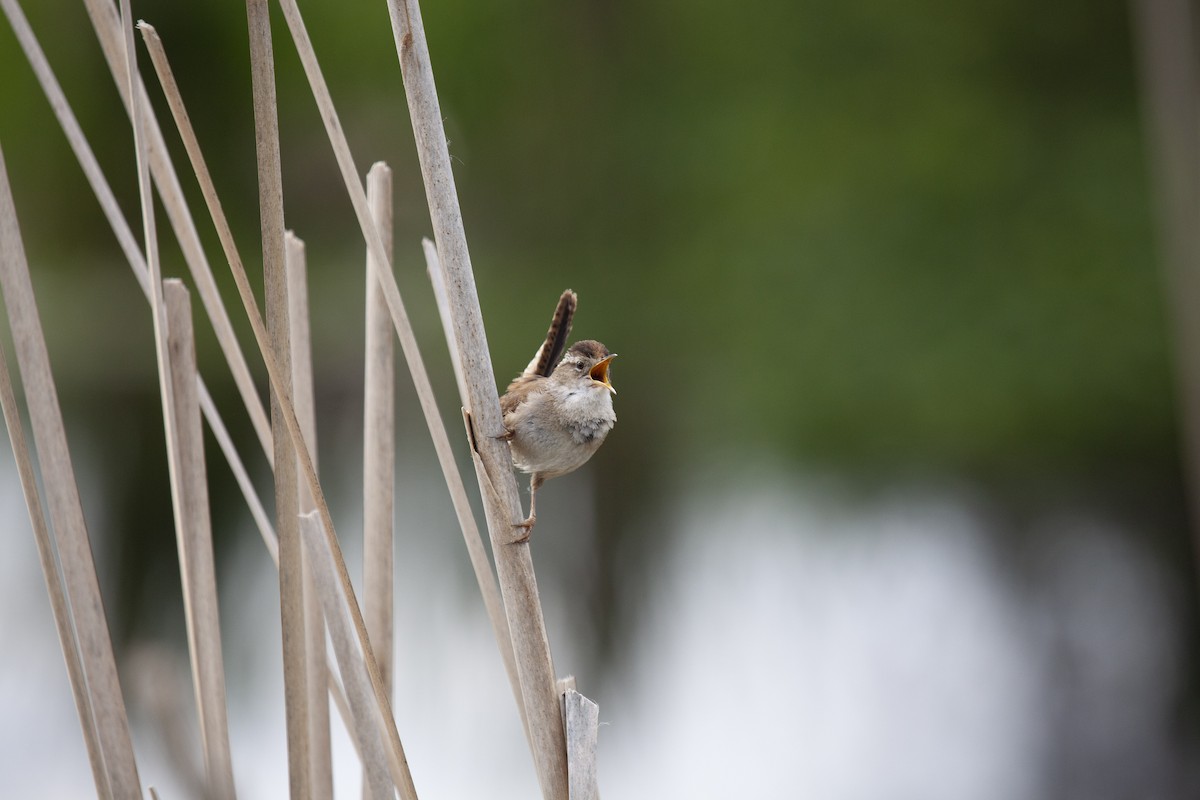 Marsh Wren - ML644224512