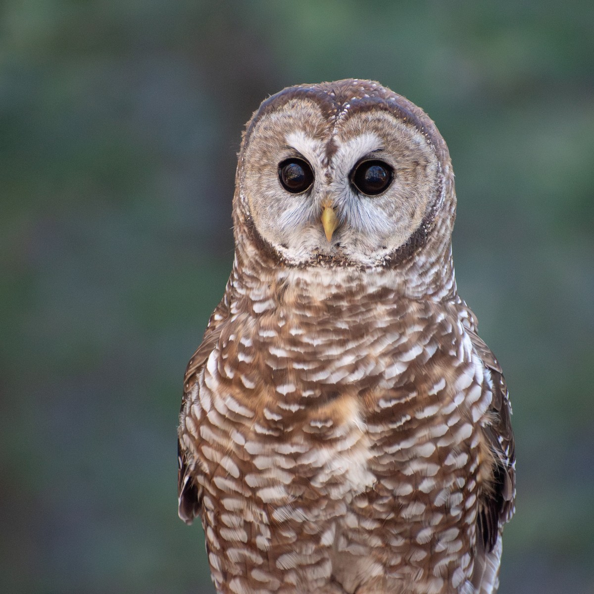 Fleckenkauz (lucida) - ML644224516