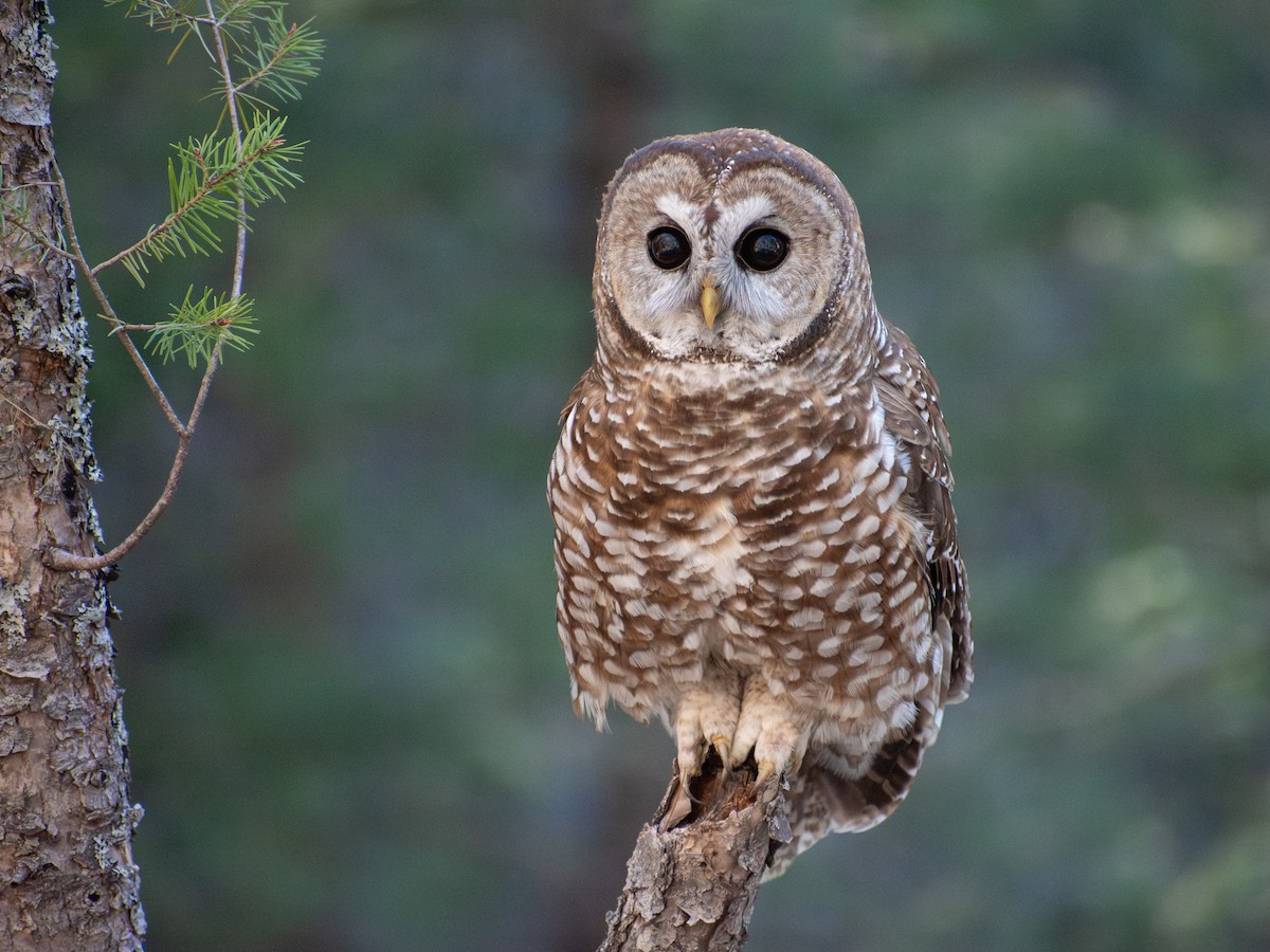 Fleckenkauz (lucida) - ML644224519