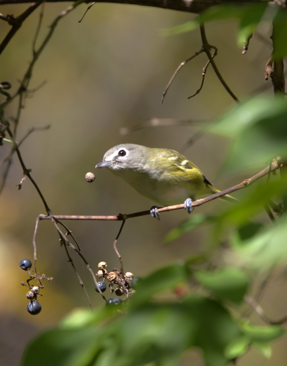 Blue-headed Vireo - ML644224522