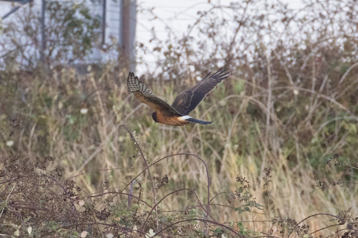 Northern Harrier - ML644224526