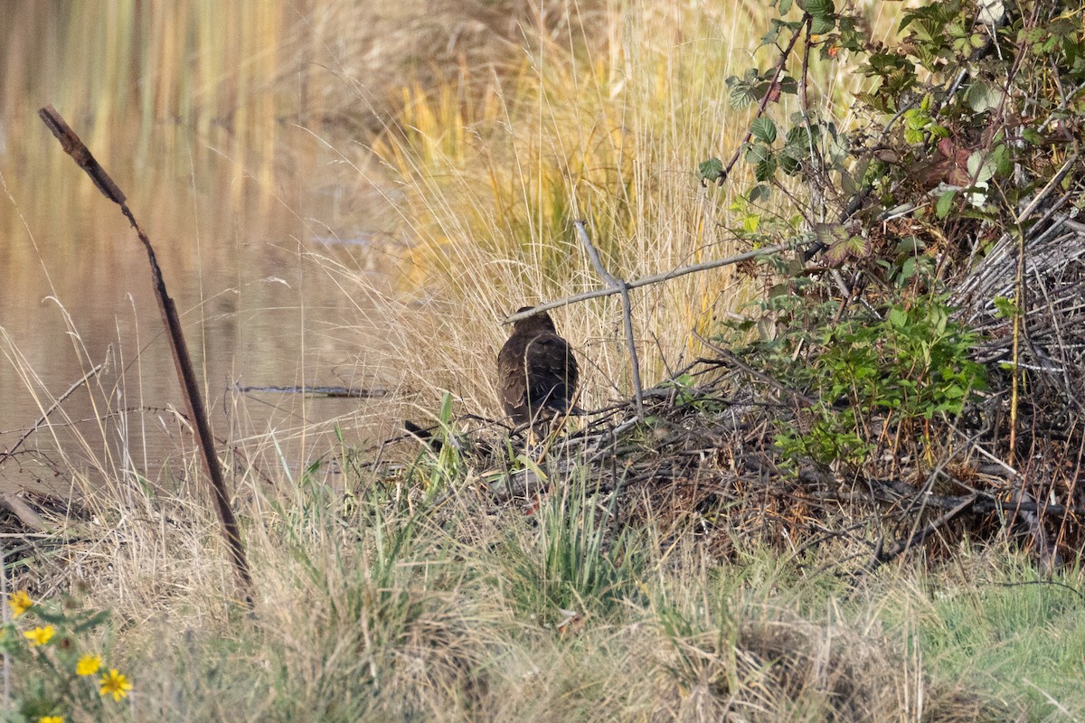 Northern Harrier - ML644224538