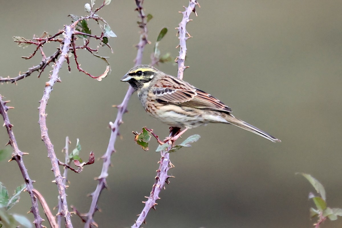 Cirl Bunting - ML644224544