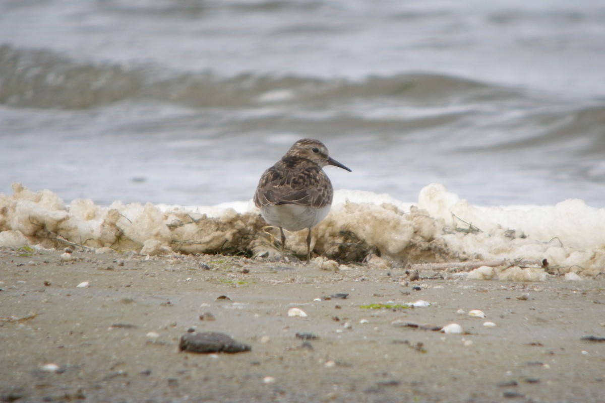 Bécasseau de Temminck - ML644224554