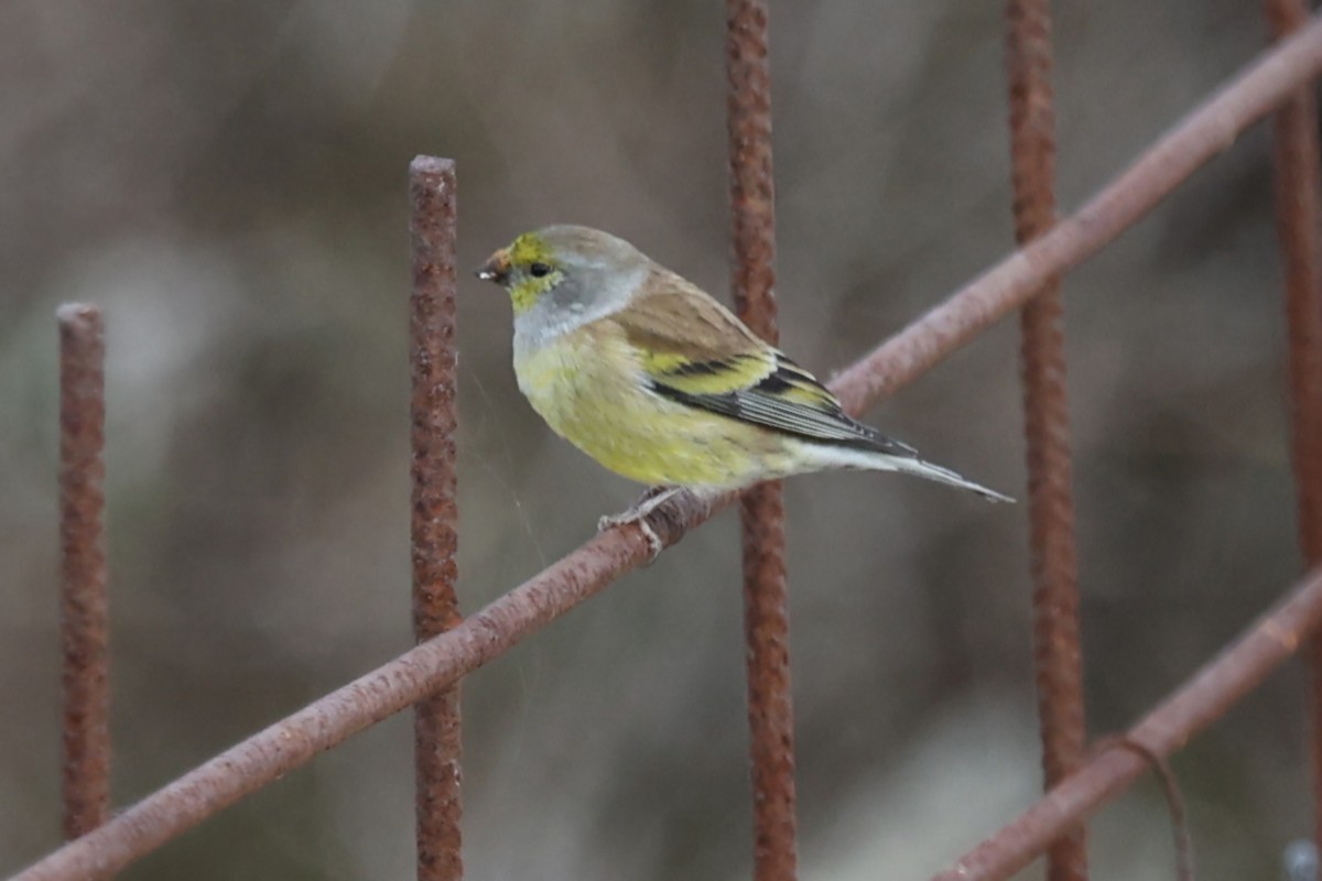 Corsican Finch - ML644224559
