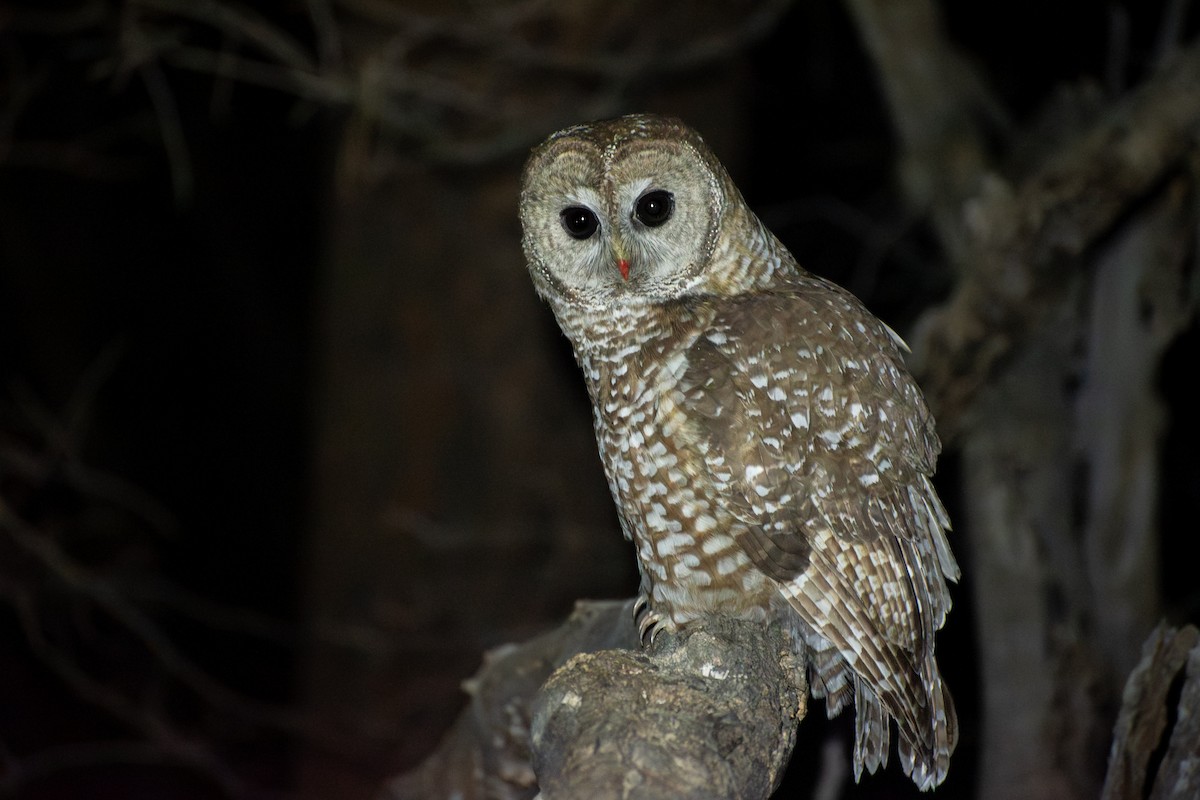 Fleckenkauz (lucida) - ML644224581