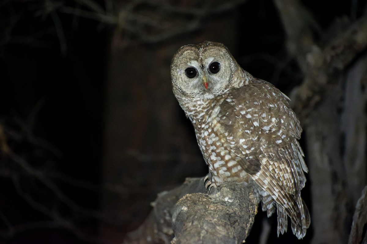 Fleckenkauz (lucida) - ML644224583