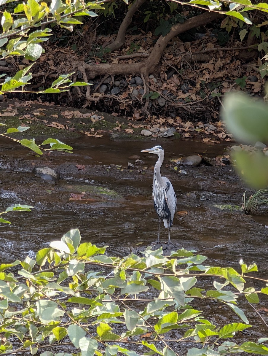 Great Blue Heron - ML644224585
