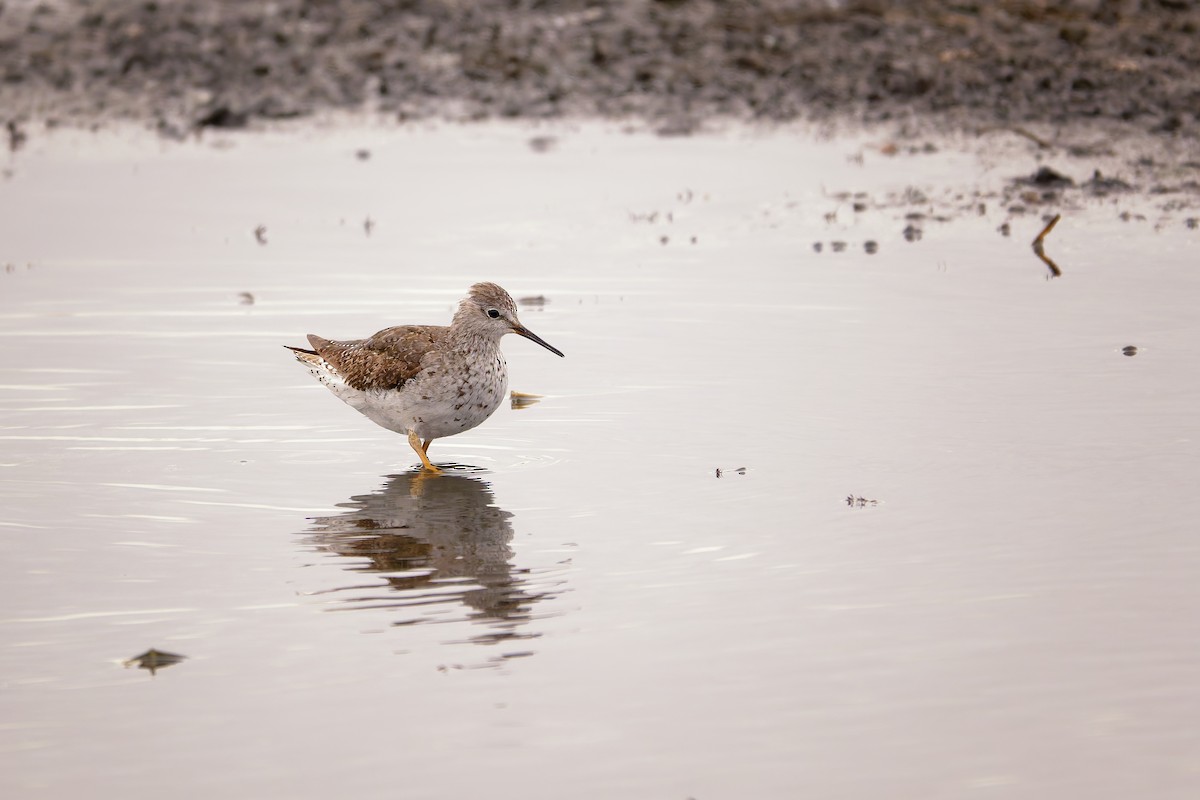 Lesser Yellowlegs - ML644224602