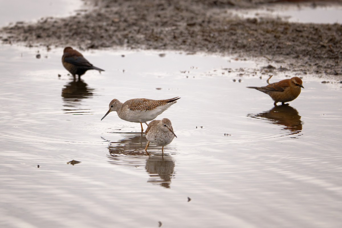 Lesser Yellowlegs - ML644224603