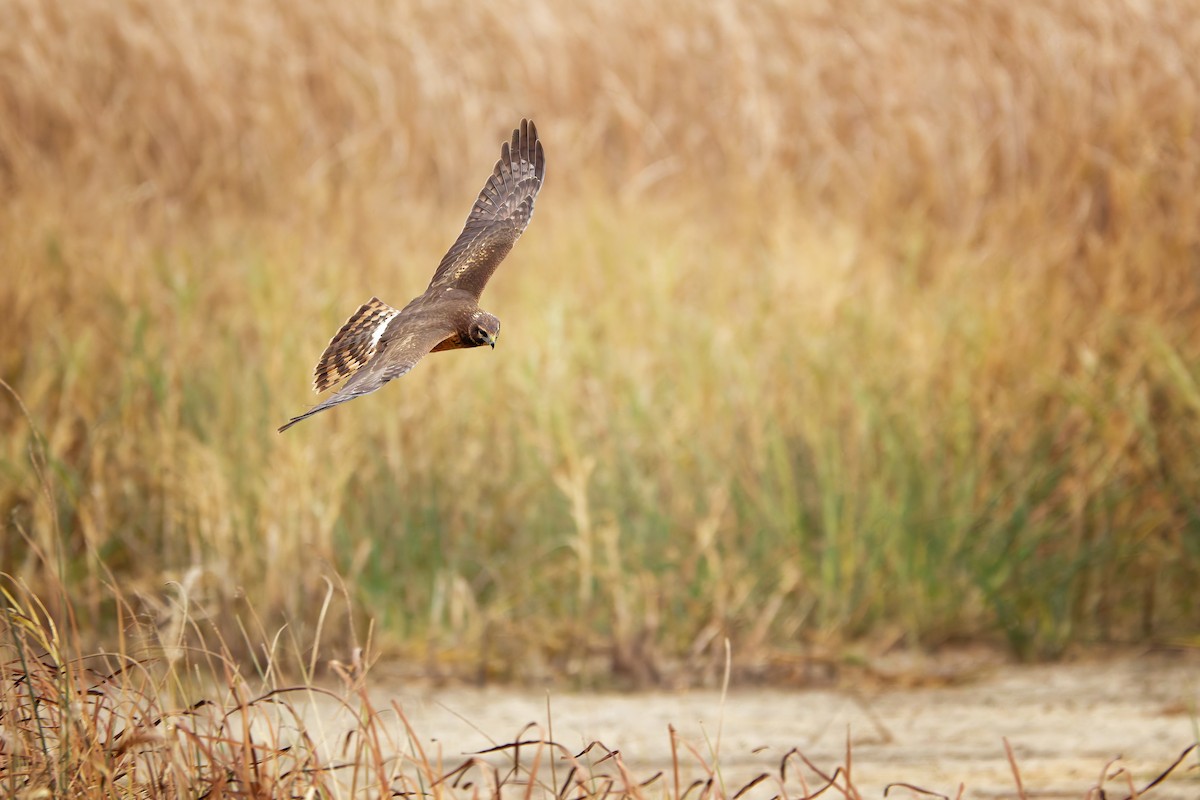 Northern Harrier - ML644224606
