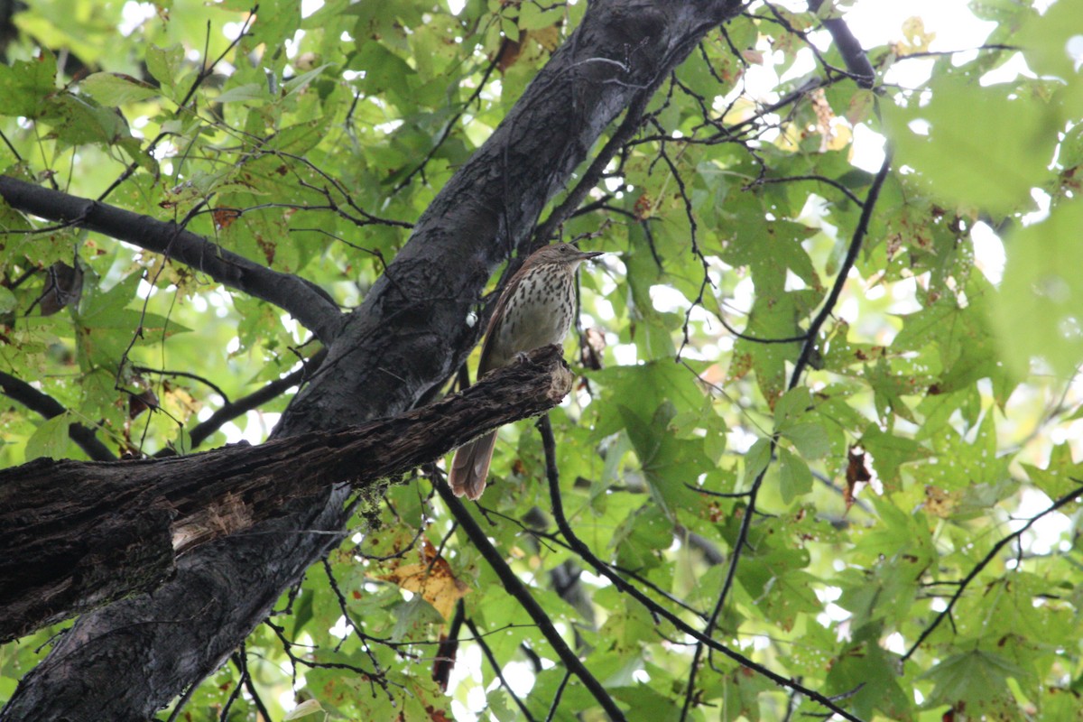 Cuitlacoche Rojizo - ML644224607