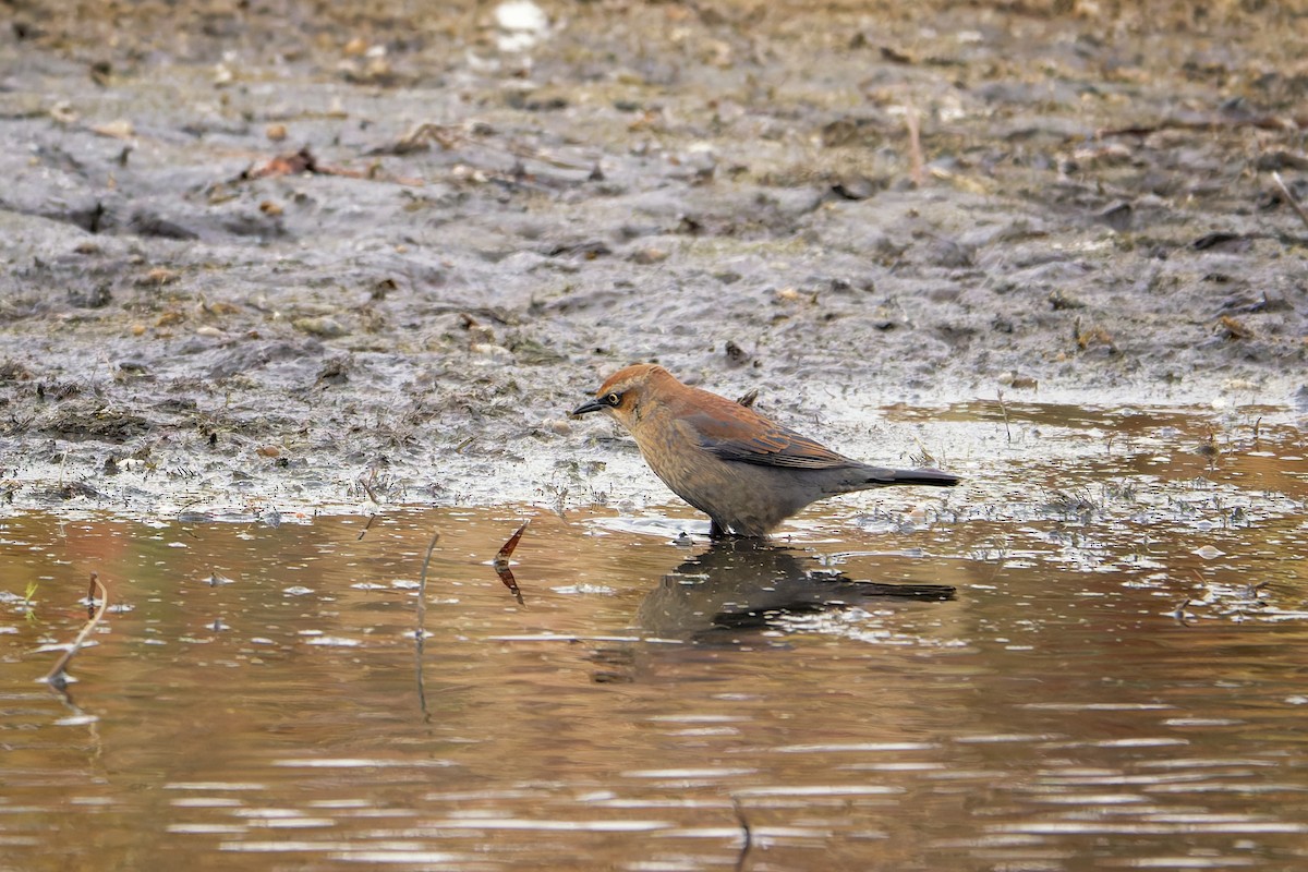 Rusty Blackbird - ML644224612