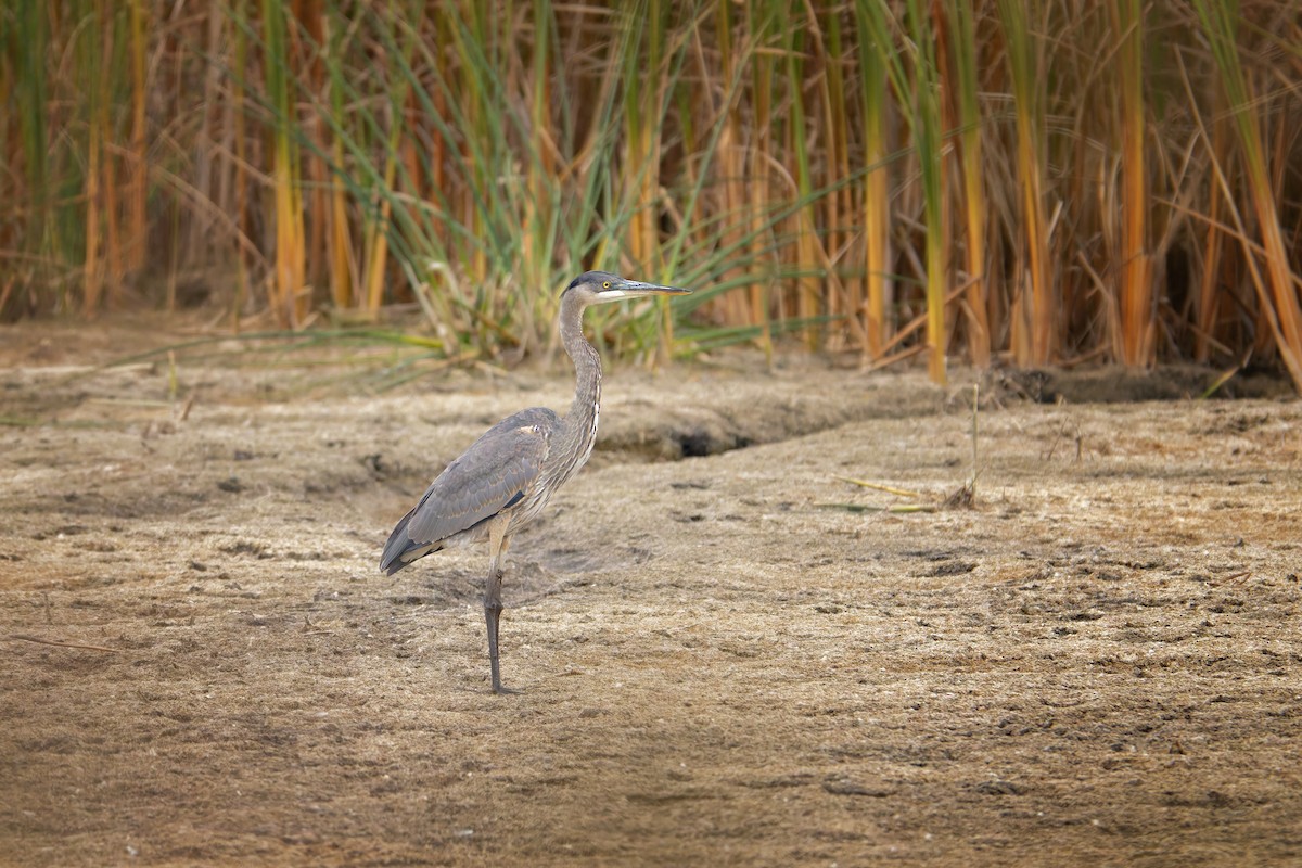 Great Blue Heron - ML644224627