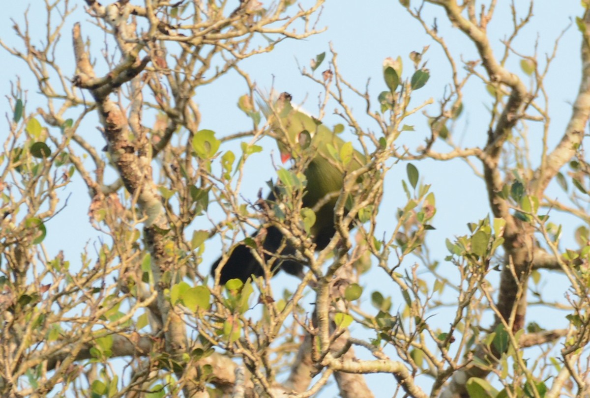 natalturako - ML644224629