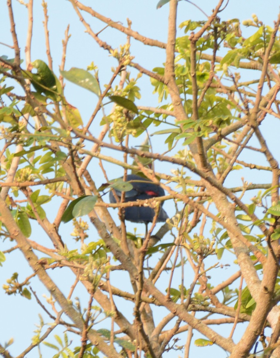 natalturako - ML644224630