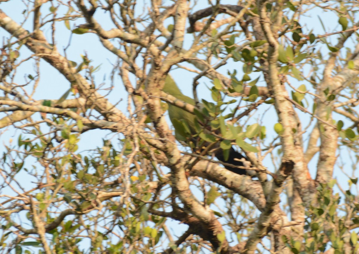 natalturako - ML644224631