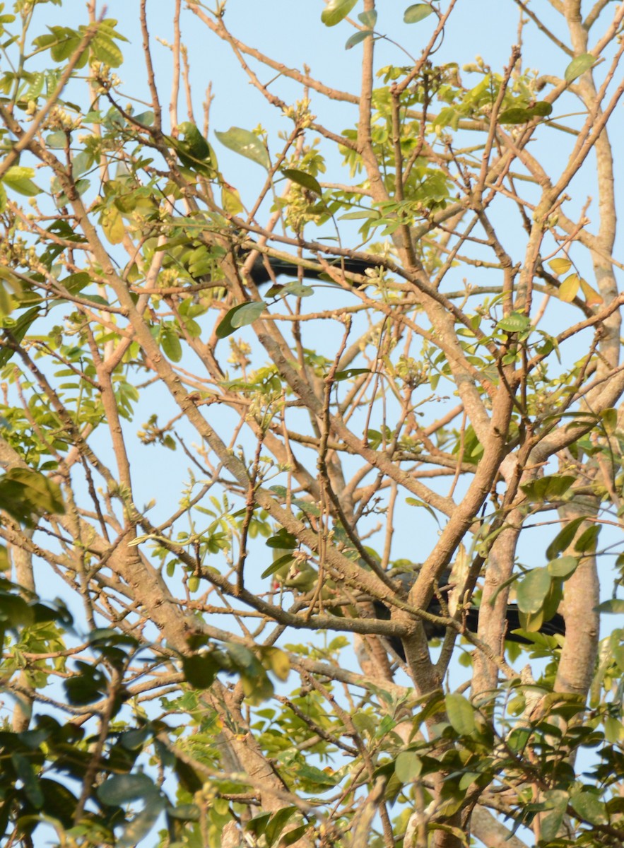 natalturako - ML644224632