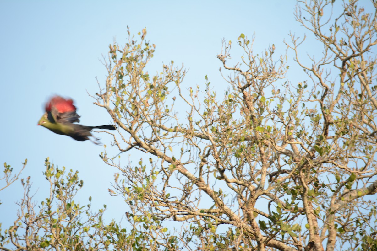 natalturako - ML644224633